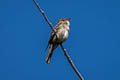 Western Wood Pewee Contopus sordidulus