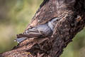 White-breasted Nuthatch Sitta carolinensis nelsoni