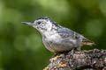 White-breasted Nuthatch Sitta carolinensis aculeata