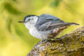 White-breasted Nuthatch Sitta carolinensis aculeata