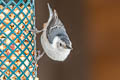 White-breasted Nuthatch Sitta carolinensis carolinensis 