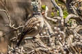 White-crowned Sparrow Zonotrichia leucophrys nuttalli