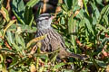 White-crowned Sparrow Zonotrichia leucophrys oriantha 