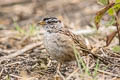 White-crowned Sparrow Zonotrichia leucophrys nuttalli