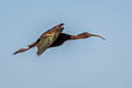 White-faced Ibis Plegadis chihi