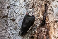 White-headed Woodpecker Leuconotopicus albolarvatus albolarvatus