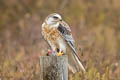 White-tailed Kite Elanus leucurus majusculus