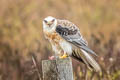 White-tailed Kite Elanus leucurus majusculus