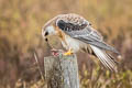 White-tailed Kite Elanus leucurus majusculus