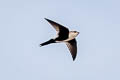 White-throated Swift Aeronautes saxatalis saxatalis