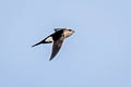 White-throated Swift Aeronautes saxatalis saxatalis