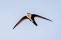 White-throated Swift Aeronautes saxatalis saxatalis