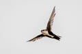 White-throated Swift Aeronautes saxatalis saxatalis