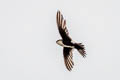 White-throated Swift Aeronautes saxatalis saxatalis