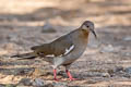 White-winged Dove Zenaida asiatica mearnsi