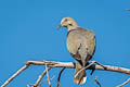 White-winged Dove Zenaida asiatica mearnsi