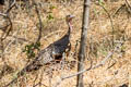 Wild Turkey Meleagris gallopavo gallopavo