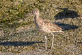 Willet Tringa semipalmata