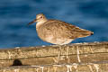 Willet Tringa semipalmata