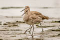 Willet Tringa semipalmata