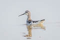 Red-necked Phalarope Phalaropus lobatus