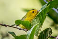 Wilson's Warbler Cardellina pusilla pileolata