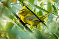 Wilson's Warbler Cardellina pusilla pileolata