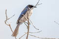 Woodhouse's Scrub Jay Aphelocoma woodhouseii woodhouseii