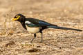 Yellow-billed Magpie Pica nuttalli