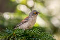 Yellow-eyed Junco Junco phaeonotus palliatus