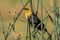 Yellow-headed Blackbird Xanthocephalus xanthocephalus