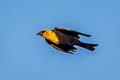 Yellow-headed Blackbird Xanthocephalus xanthocephalus