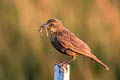 Yellow-headed Blackbird Xanthocephalus xanthocephalus