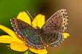 Anius Metalmark Charis anius