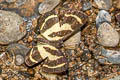 Baeotis staudingeri