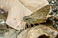 Brazilian Skipper Calpodes ethlius