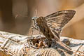 Brown Longtail Spicauda procne