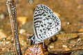 Cassius Blue Leptotes cassius cassius