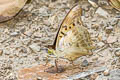 Cherubina Emperor Doxocopa cherubina