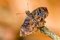 Common Bent Skipper Ebrietas anacreon anacreon