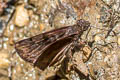 Common Bent Skipper Ebrietas anacreon anacreon