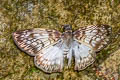 Common Mylon Mylon maimon (Black-veined Mylon)