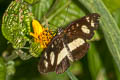 Creamy Crescent Eresia clio clio (Clio Crescent)