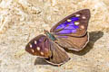 Cuvier's Purplewing Eunica cuvierii