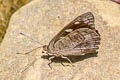 Cuvier's Purplewing Eunica cuvierii