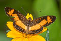 Discheveled Crescent Telenassa teletusa teletusa 
