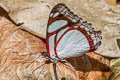 Double-banded Redring Pyrrhogyra otolais seitzi