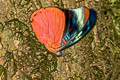 Flaming Panacea Panacea prola amazonica