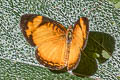 Gentle Crescent Ortilia gentina