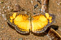 Gentle Crescent Ortilia gentina